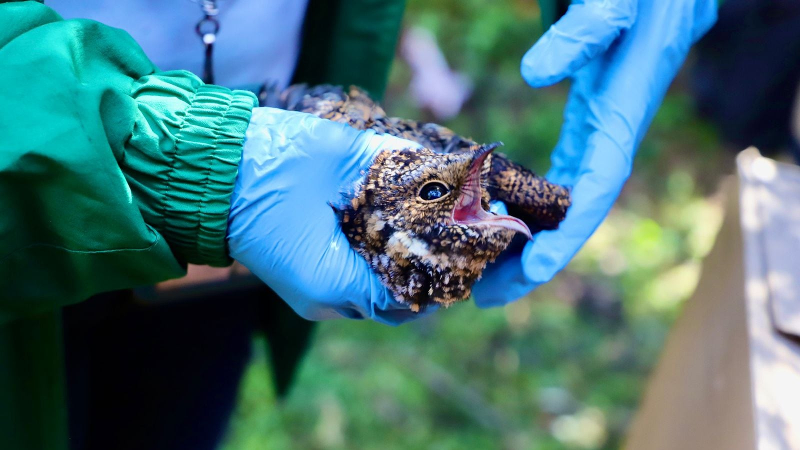 Así puede ayudar a los animales silvestres víctimas de voraces incendios forestales en Bogotá