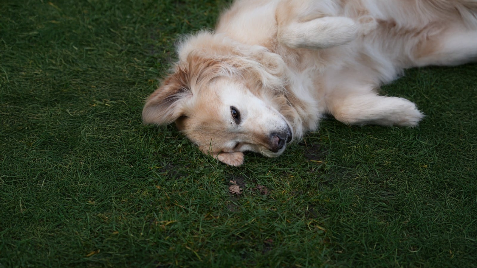 60% de los parques en Colombia presentan párasitos que afectan a mascotas