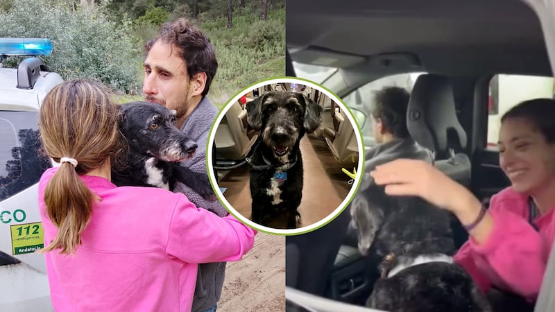 Encontraron a Boro, el perro desaparecido en medio de la tragedia en España: una luz de esperanza en medio de la emergencia