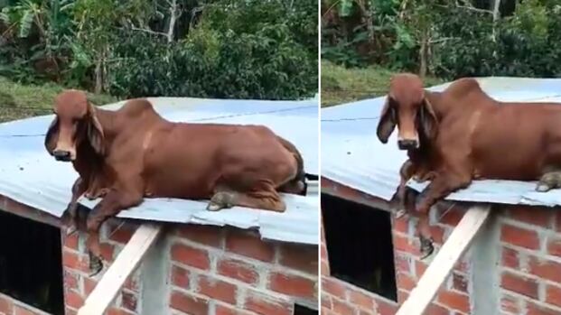 Encuentran vaca en el techo de una casa