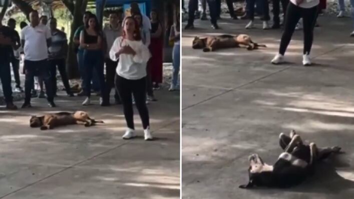 Alcalde de La Pintada amenaza a funcionara por alimentar a dos perritos