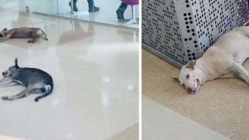 Centro comercial en Cartagena es aplaudido por acoger a perritos de la calle en medio de ola de calor