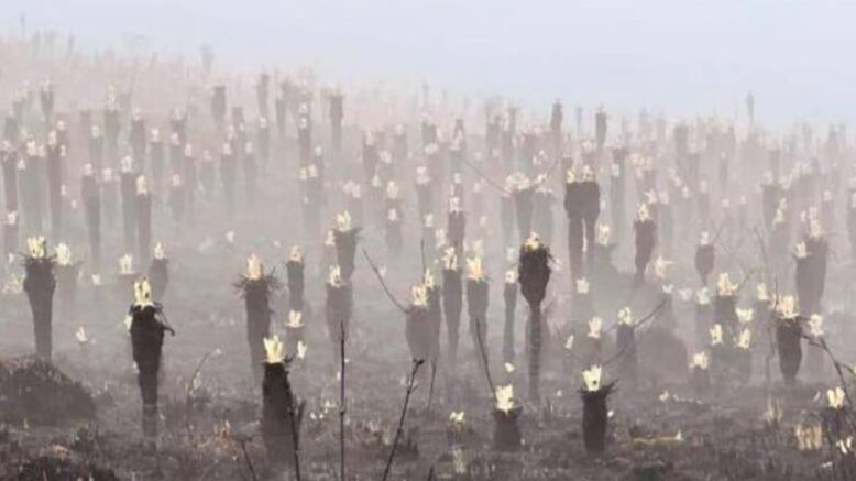 Frailejones que sobrevivieron al voraz incendio que consumió durante días el Páramo de Berlín.