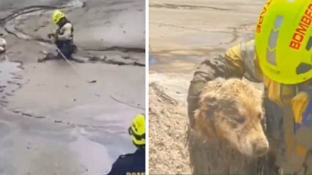 Recate de perrito en Guatapé