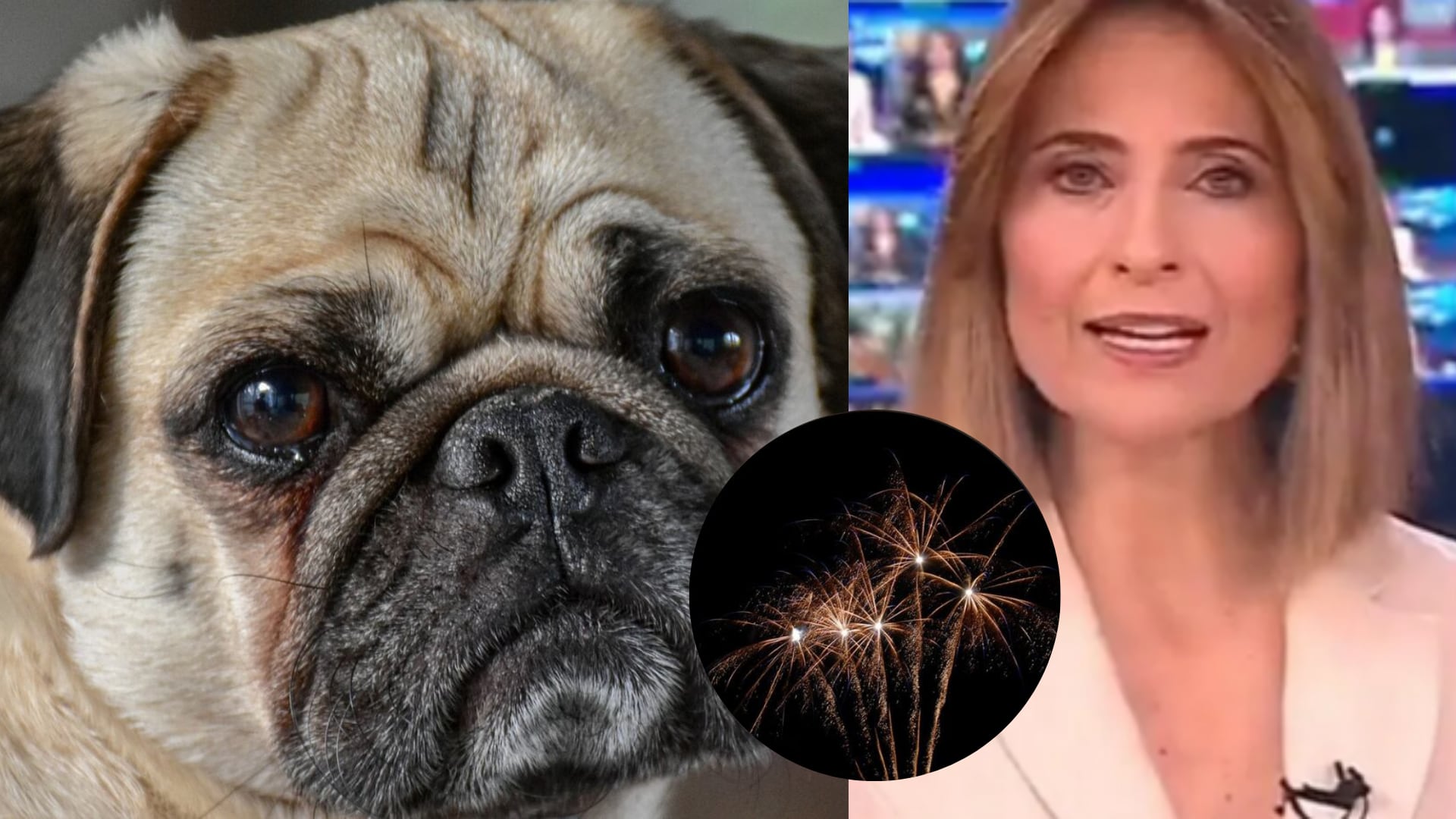 Malú de Noticias Caracol arremetió contra quienes afectan a los animales con la pólvora