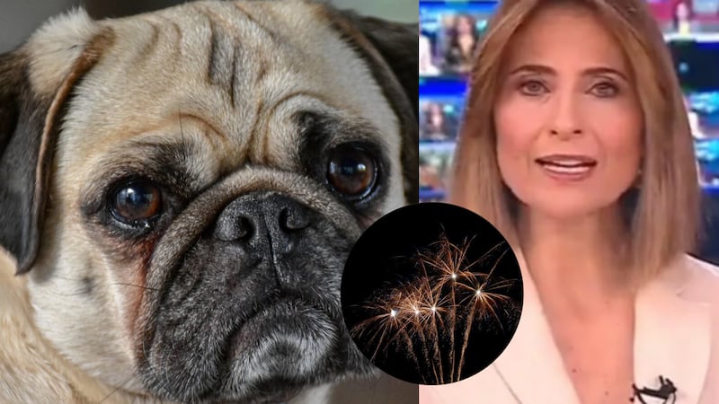 Malú Fernández de Noticias Caracol enfureció con quienes afectan a los animales con uso de la pólvora en diciembre