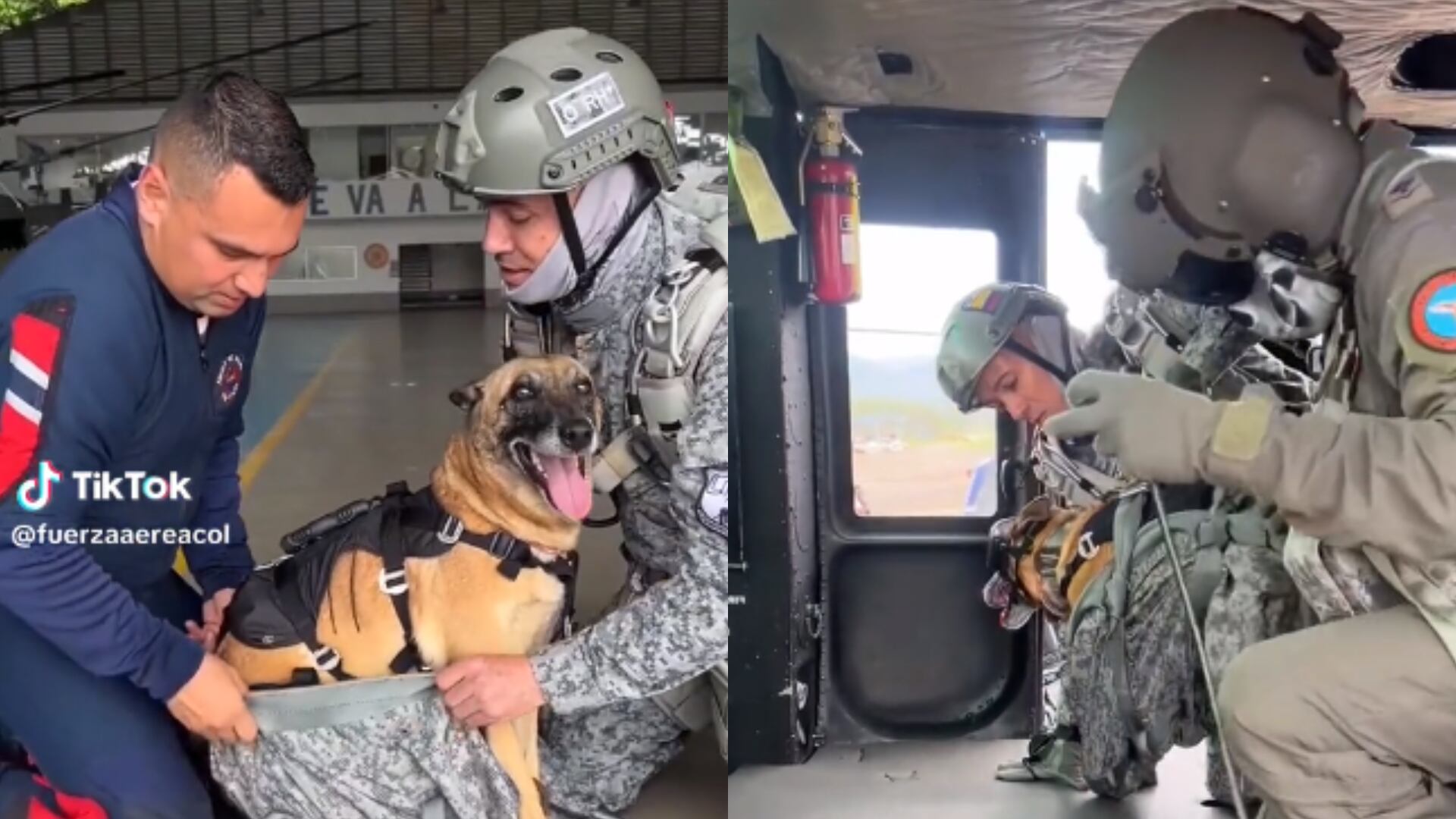 Perra paracaidista Fuerza Aérea