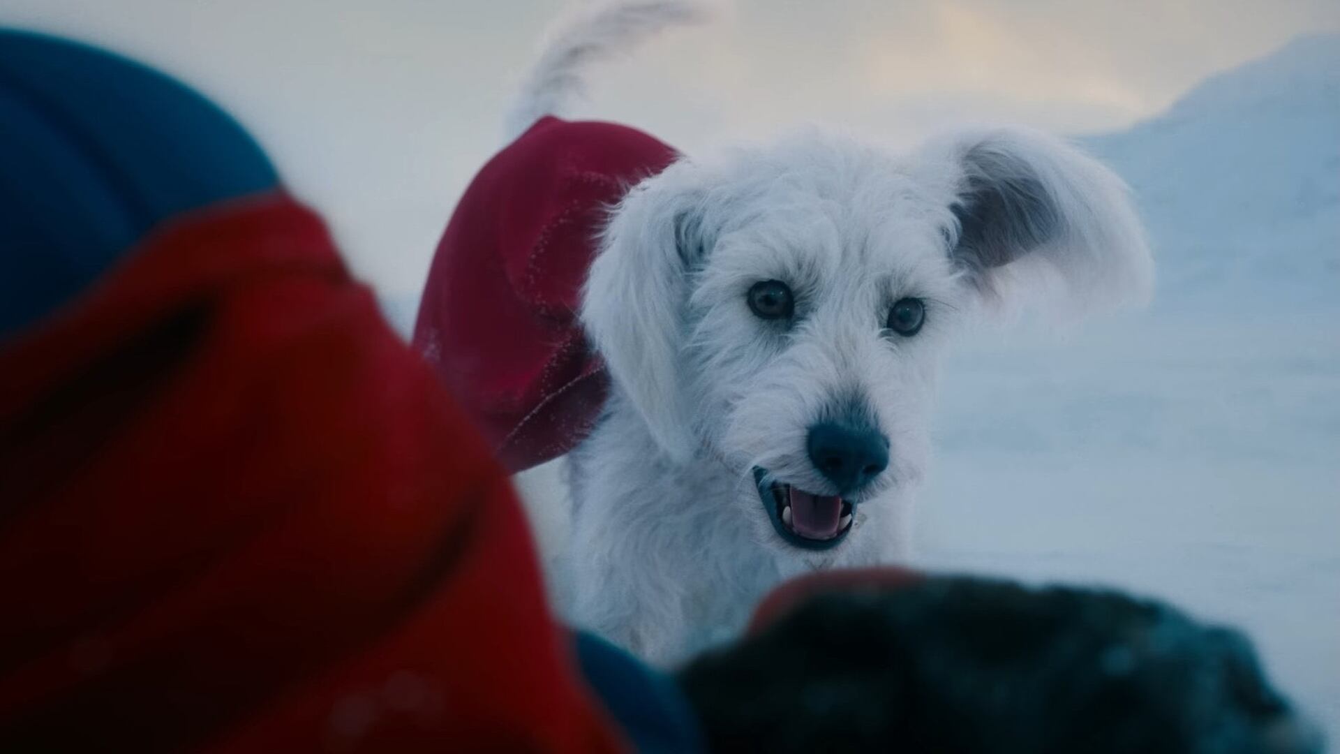 El perrito Krypto de Superman llegó a la película por una mascota que James Gunn adoptó.
