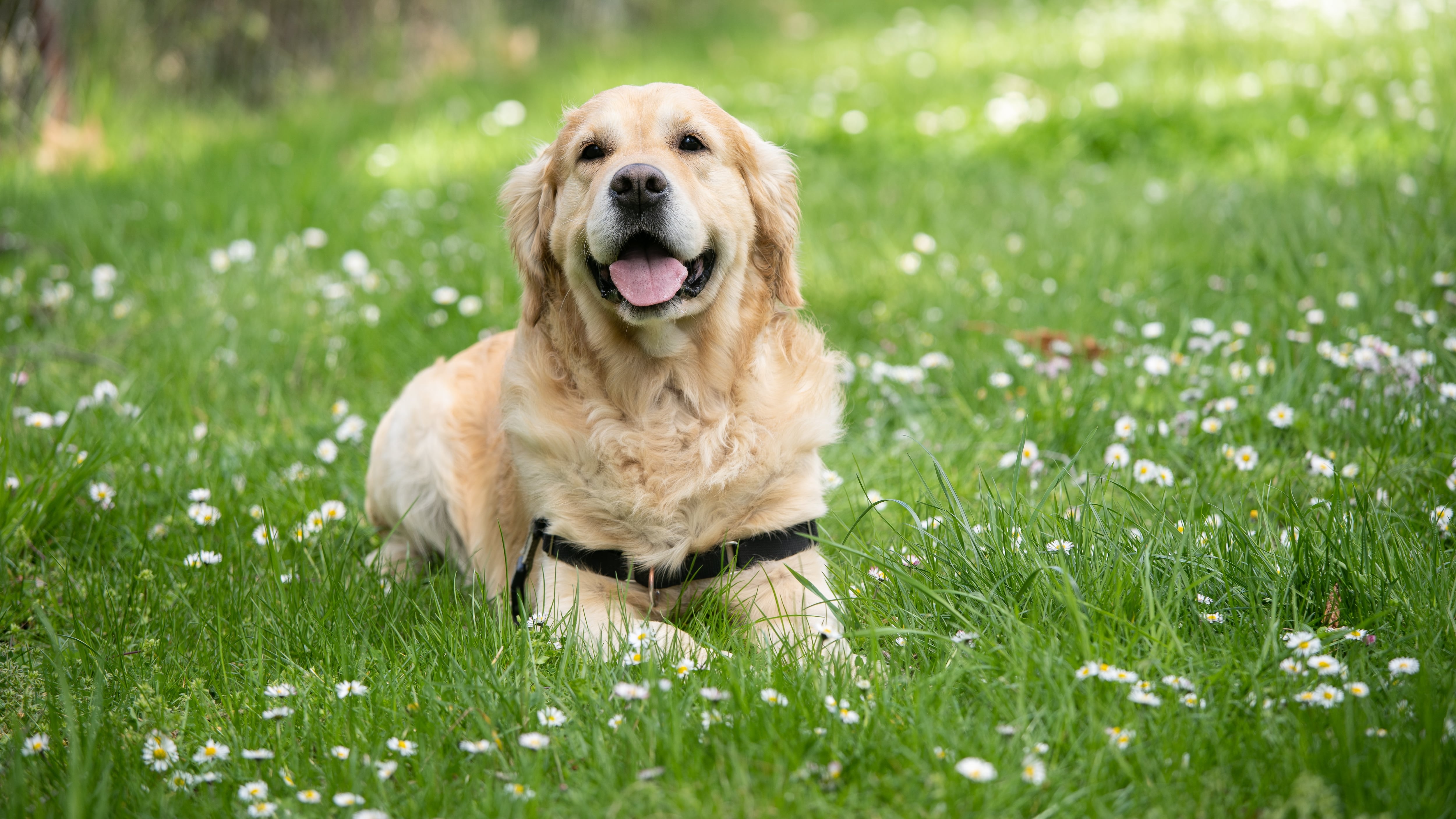 Huella de carbono de las mascotas