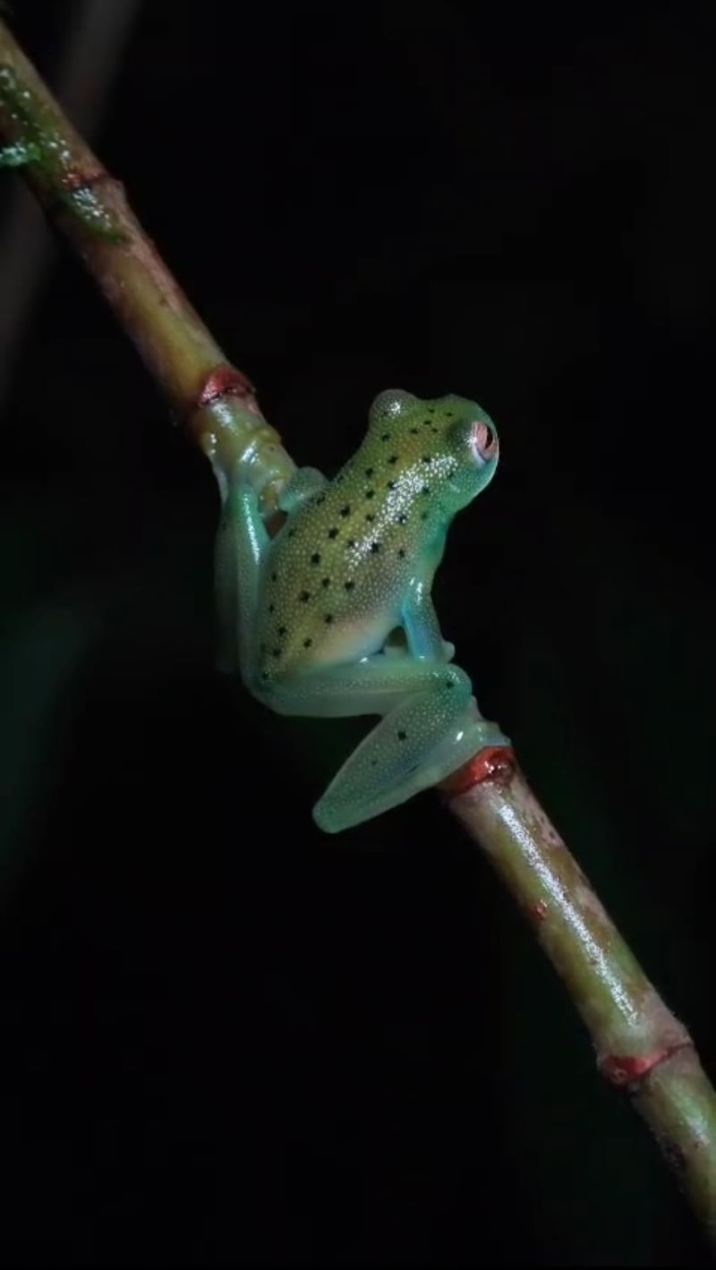 Rana de Cristal (Foto: @nuquiherping)