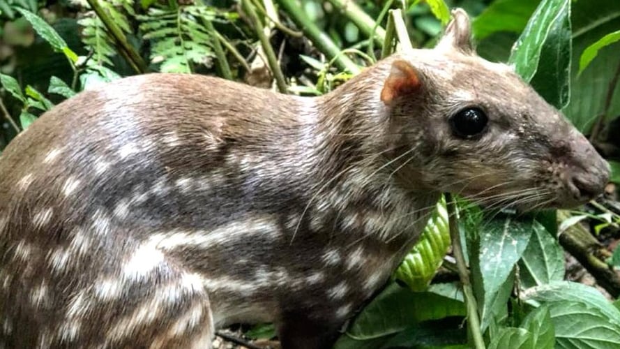La guartinaja, considerada como una carne de monte.