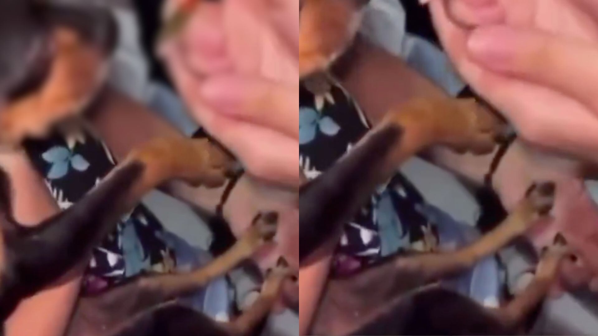 Perrita obligada a inhalar droga