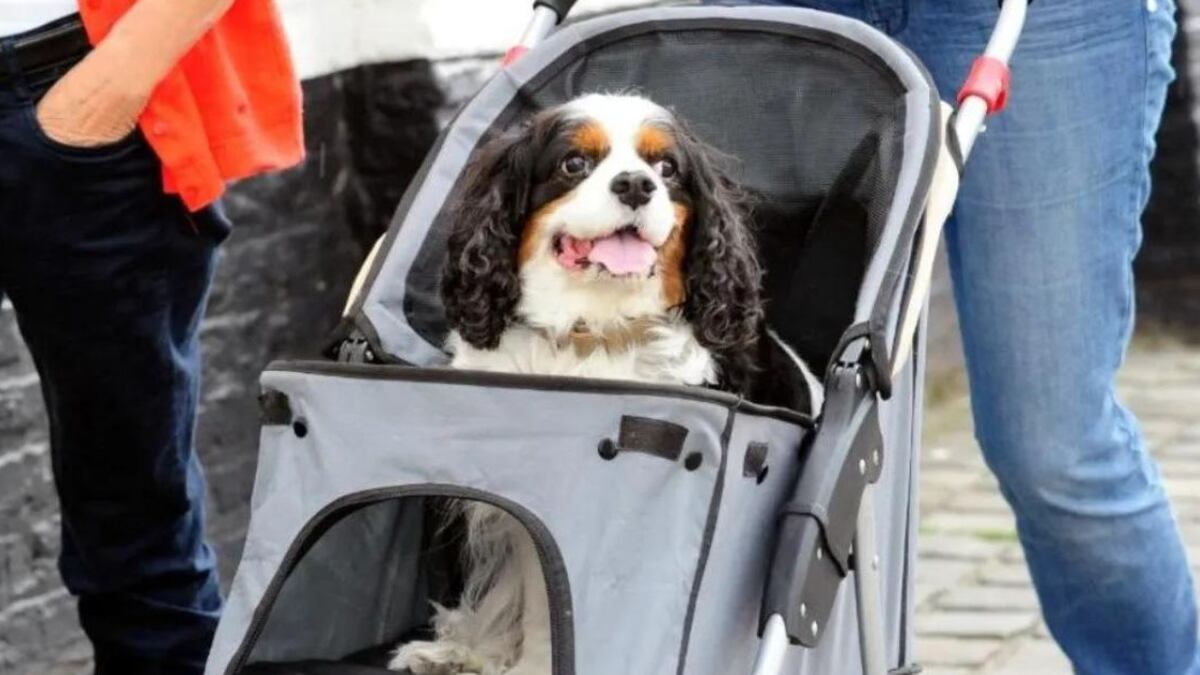 Para Herrera “es ridículo” que las personas mimen tanto a sus perros.