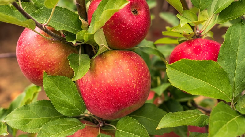 Polonia fortalece su apuesta en Colombia y se posiciona entre los mayores proveedores de manzanas