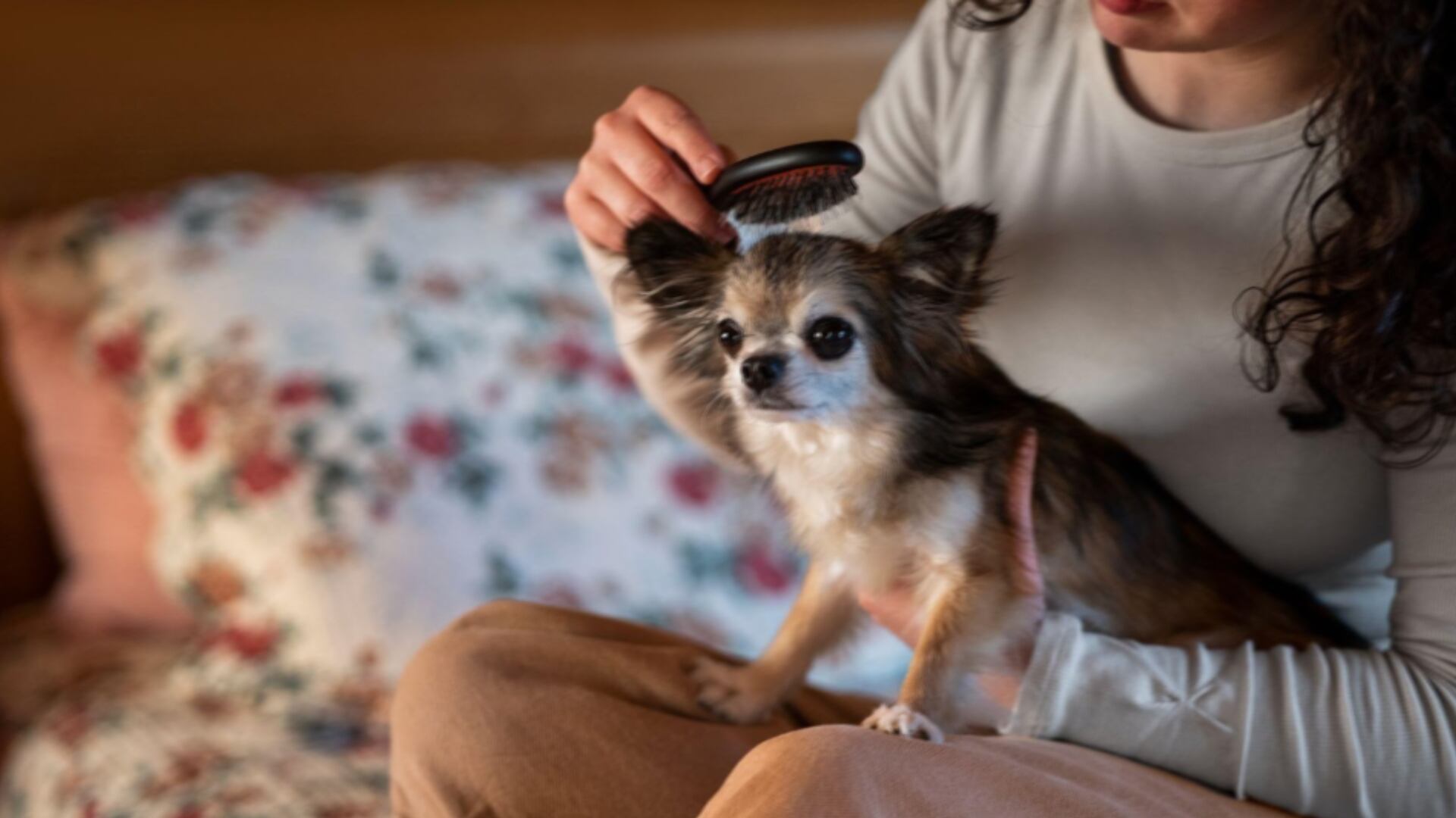 Consejos para evitar la alopecia en tu perro o gato