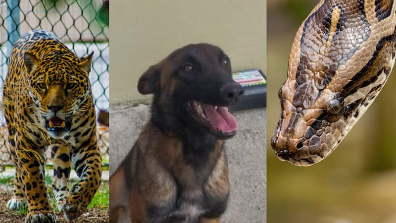 ¿Wilson en peligro? Estos animales de la selva del Guaviare podrían comérselo vivo