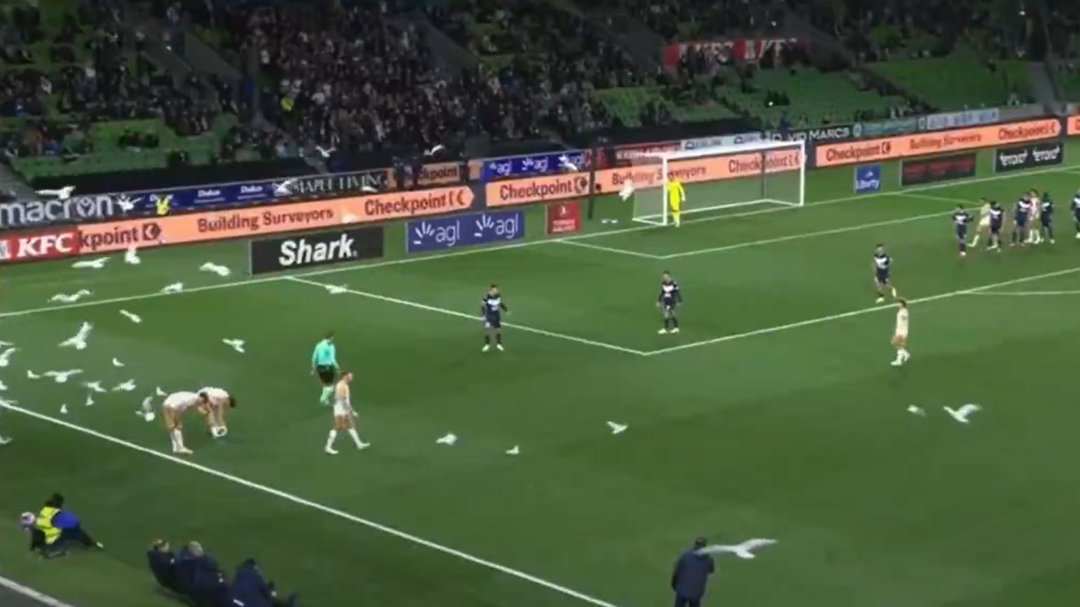 Gaviotas en medio de un partido en Australia - Foto: Captura de pantalla de la transmisión oficial el 18 de abril del 2026