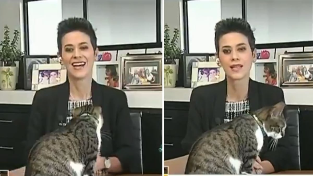 A presentadora de noticias la interrumpe su gato en vivo y se hace viral