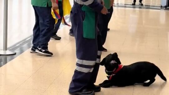 Lo más tierno que verá hoy: Un perrito es la sensación en un aeropuerto bailando ‘La pollera colorá’