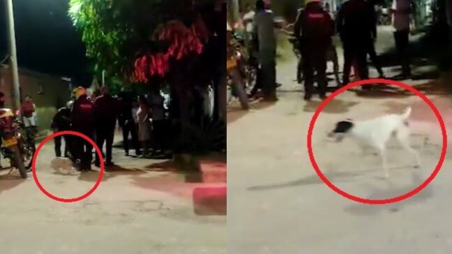 Video del policía que pateó a un perro en el Atlántico.