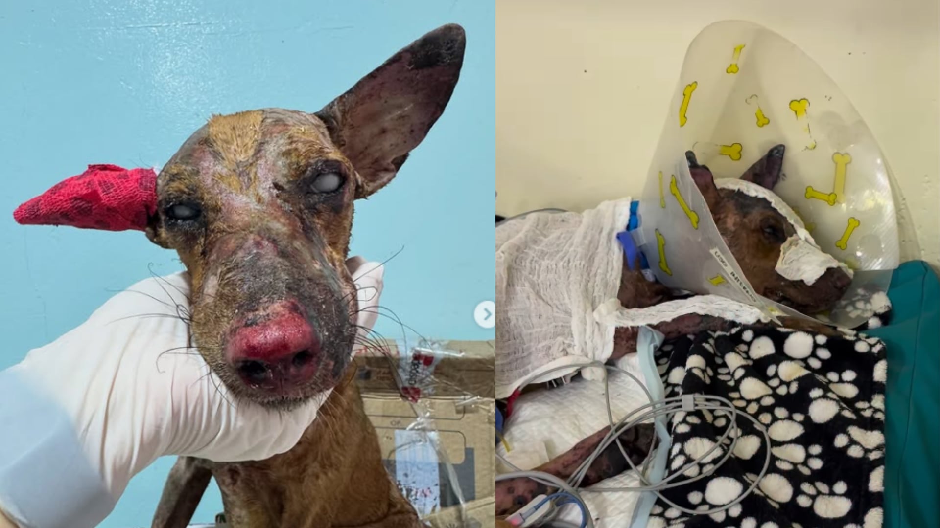 Rodolfo, perro víctima de maltrato en Soledad, Atlántico.