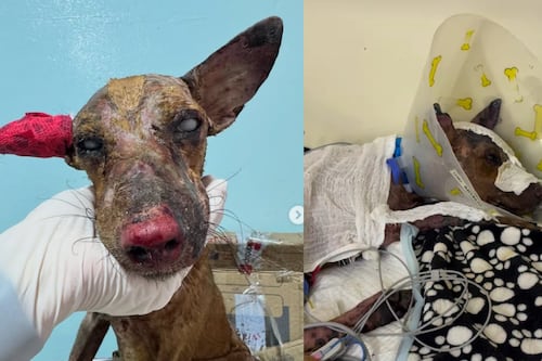Atroz caso de maltrato en Soledad, Atlántico: perro fue atacado con químico corrosivo y sufrió graves quemaduras