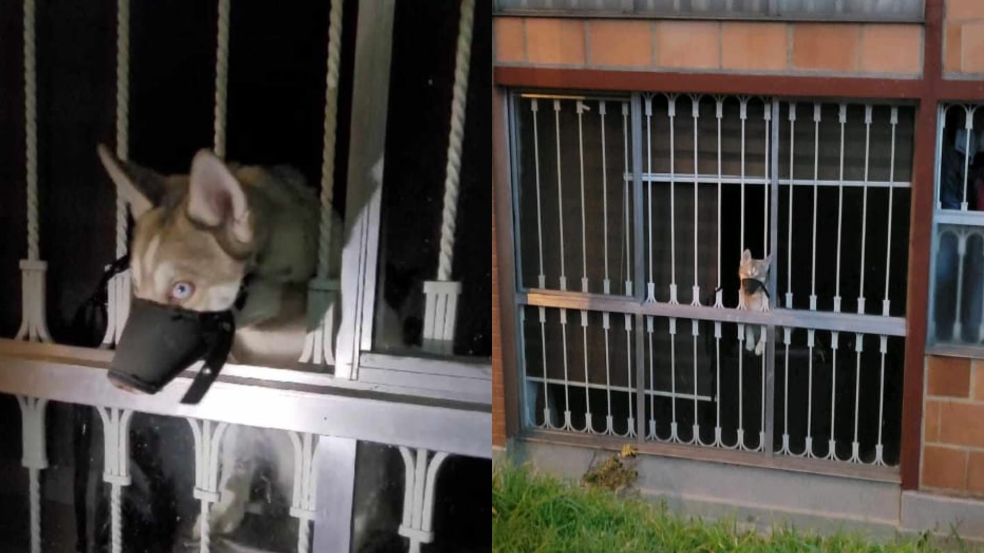 Maltrato Animal en Bogotá