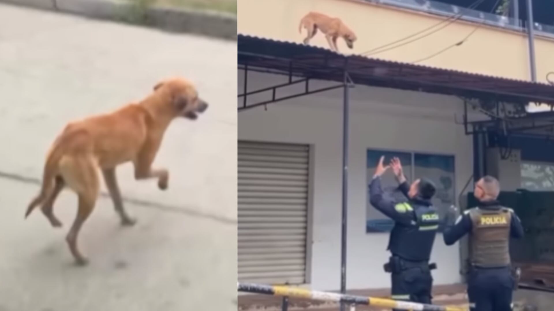 Policía en Cartagena salvó a perro atrapado en techo de casa