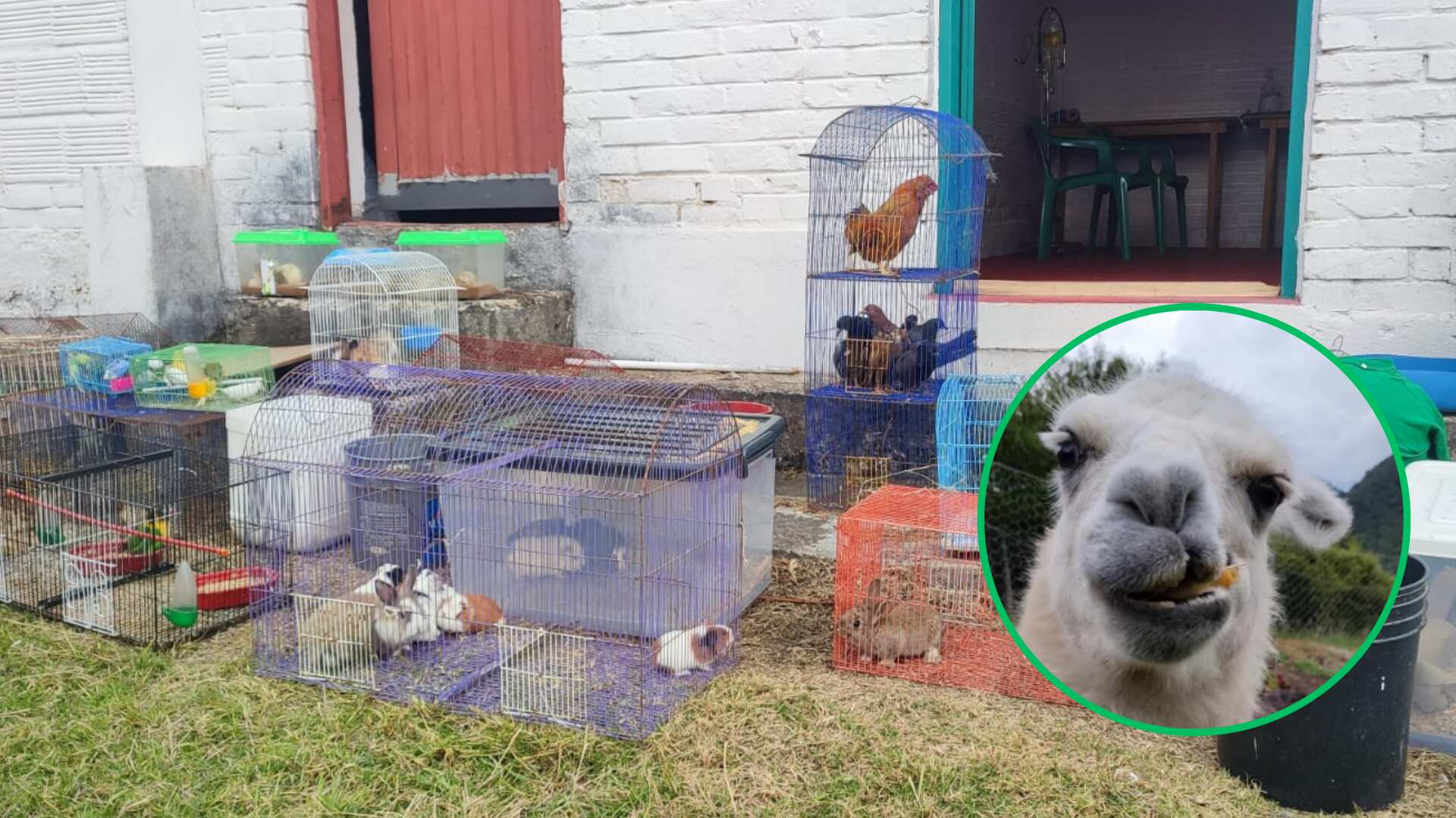 Adopción de animales domésticos y no convencionales por parte del Instituto Distrital de Protección y Bienestar Familiar