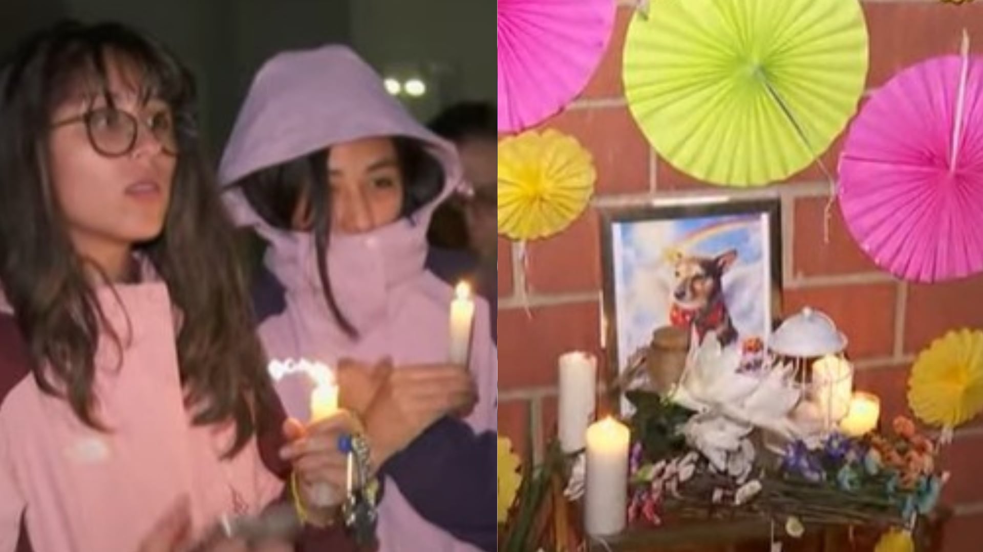 Perrito lanzado desde un piso 25