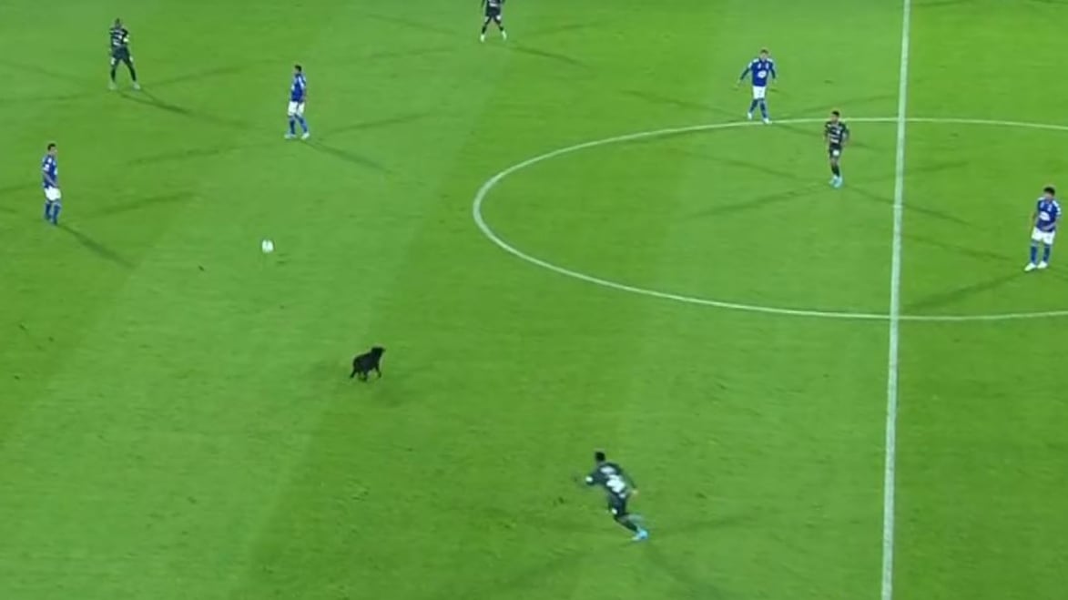 Un perro se metió al ‘Campín’, se los bailó a todos y paró el partido por minutos