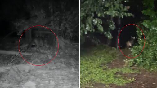 Zorro perros avistados en la Plaza Botero y Museo de Antioquia