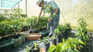 Foto cambio climático amenaza el café: siembran 100 millones de árboles resistentes para salvar su futuro.