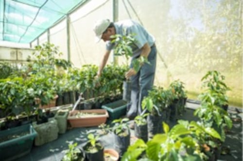 100 millones de árboles para salvar el café: la carrera contra el cambio climático ya comenzó