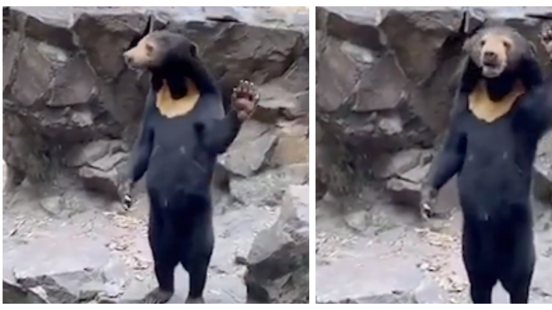 Apariencia de los osos en un zoológico de China hicieron que criticaran al parque de disfrazar a humanos de animales (Captura de pantalla de redes sociales) 08 de julio de 2023