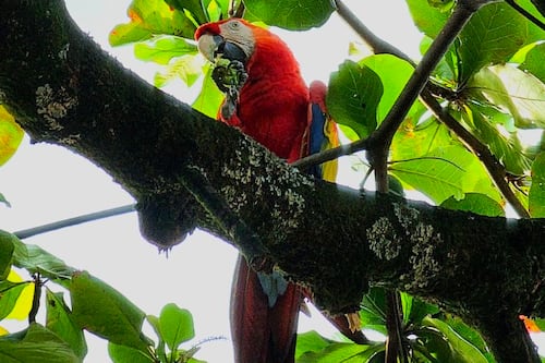 Día Mundial del Medio Ambiente: hospital en Medellín sorprende al albergar más de 560 árboles y 38 especies de fauna silvestre