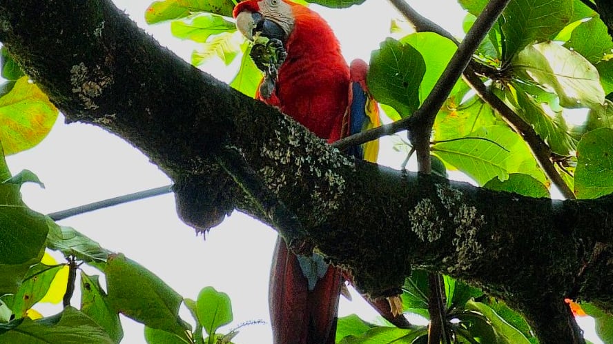 Foto Hospital San Vicente Fundación sorprende con un refugio de biodiversidad urbana en pleno centro de Medellín.