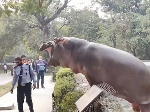 Hipopótamo sale de su hábitat en zoológico y guardia lo regresa a cachetadas