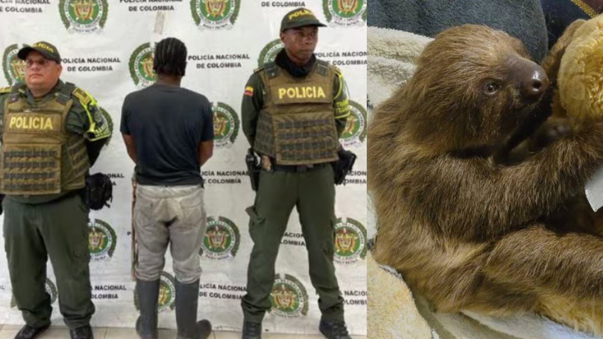 Policía del Valle capturó a hombre que llevaba los restos de un oso perezoso en un costal