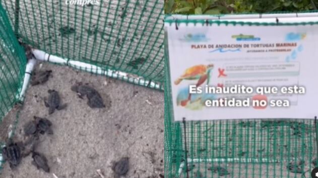 Tortugas muertas en playas de Providencia.