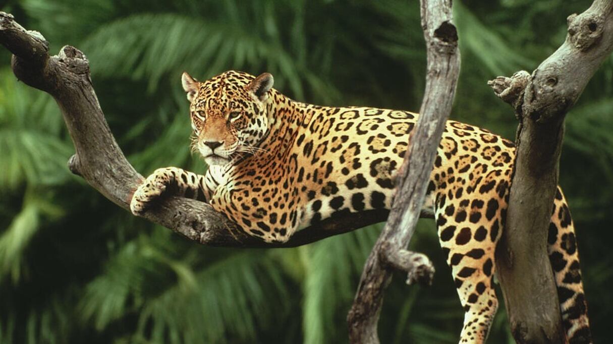 El Jaguar es el animal insignia de la selva Amazónica, pero la reducción de sus ecosistema lo ha orillado se ser una especie en riesgo de extinción