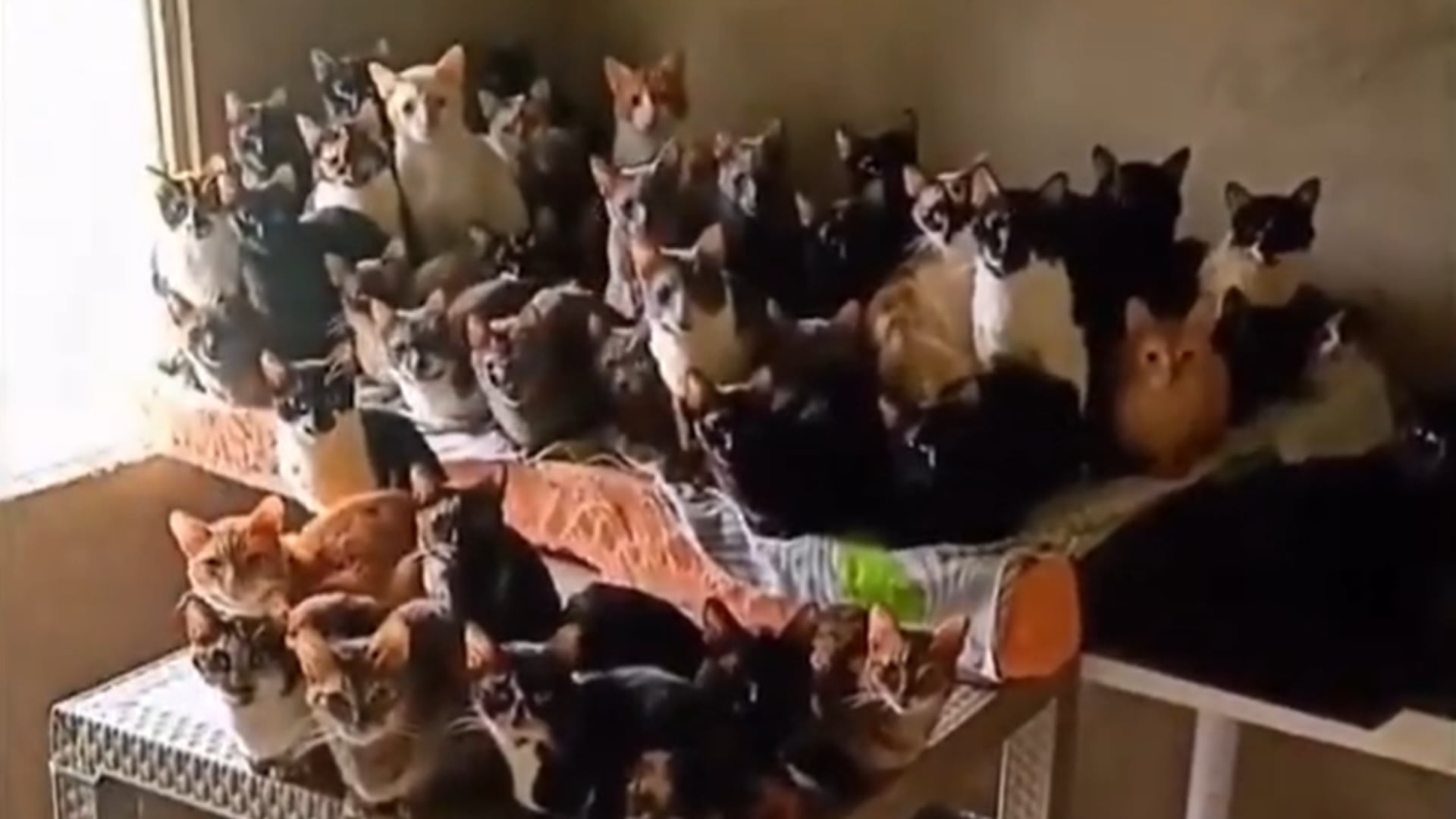 Algunos de los animales encontrados en casa en Boyacá.