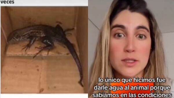Mujer en Medellín pidió un air fryer por Amazon y le llegó con un lagarto vivo.