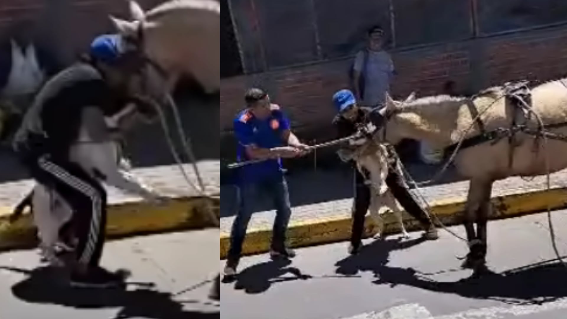 Pitbull atacó a un caballo en Popayán.