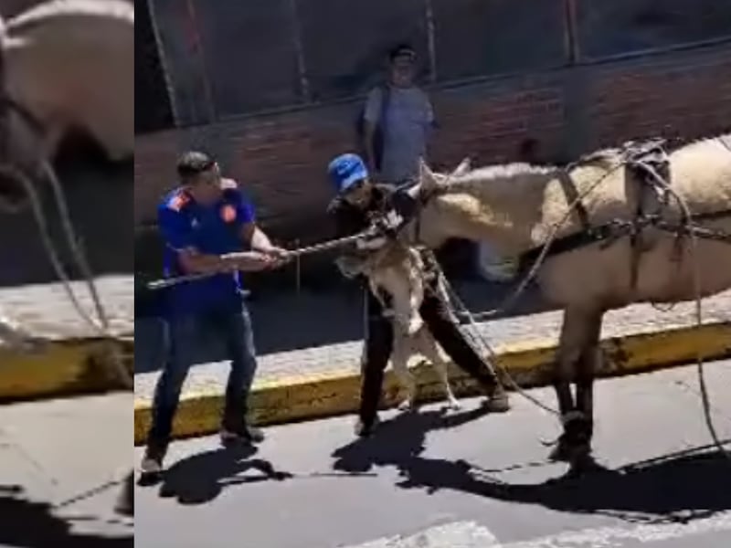 VIDEO: Perro sin bozal desfiguró a un caballo que no se pudo defender, ¿quién responde?