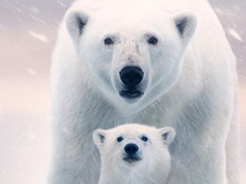 Osa Polar, un documental que deja un fuerte mensaje acerca del Cambio Climático