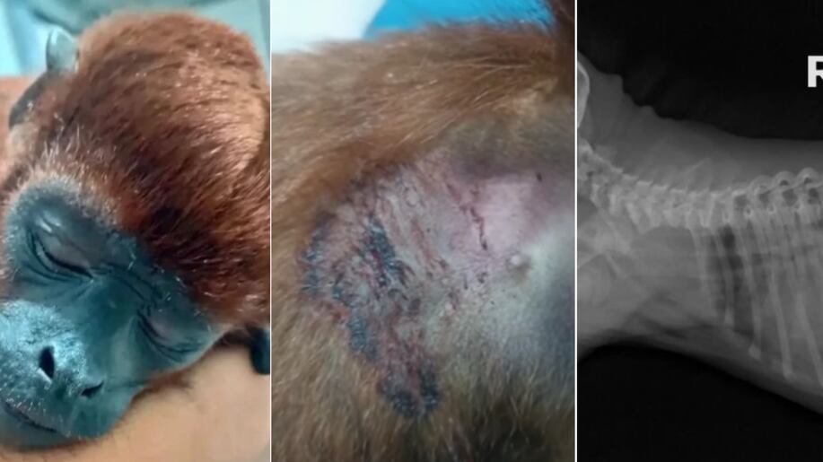 Mono aullador que estuvo en cautiverio