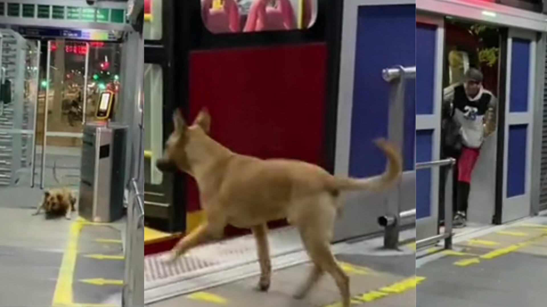 Perrito fue entrenado por su amo para colarse en TransMilenio