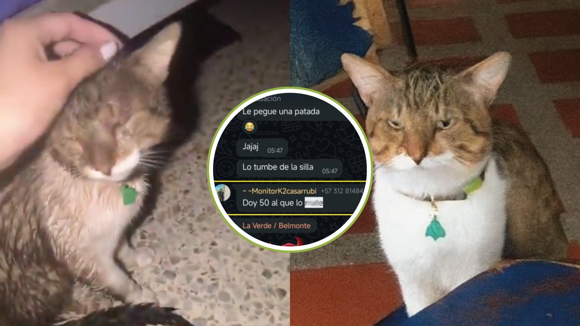 Aberrante: en la base militar de Tolemaida soldados están apostando por quién le quita la vida a un gato: piden protección urgente