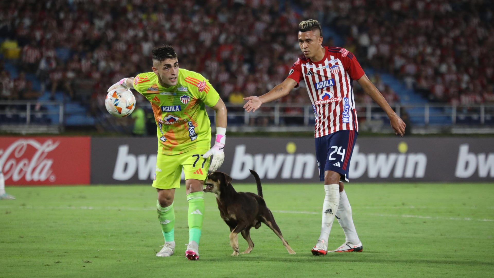 Perro le quitó el balón a un jugador del Junior en pleno partido de Copa Libertadores